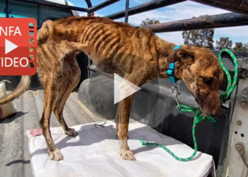 Dogs starved and stabbed to death in South Africa need your help!