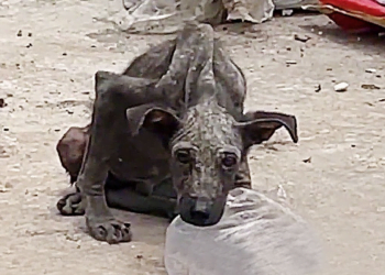 A stray dog as thin as a bat in the trash pile,an angelic woman who take it home and cared with love