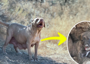 “Please Follow Me” Nursing Mama Dog Begs Us to save her 7 puppies in the desert