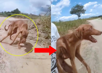 Crippled Dog Passes Out From Heat Stroke Never Thought His Life Would Change