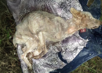 Legs tied tightly and groaning weakly, she was locked in tears all her life