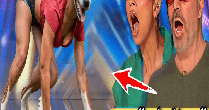 Compilation of the best magic tricks in the 2024 global talent search competition