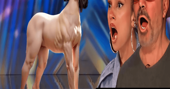 Beautyful talent Unbelievable Magic Performance on America’s Got Talent 2024 Wows Everyone!