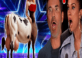 Shock! Couple talent excites judges with Half Man Half Horse magic show | America’s Got Talent 2024