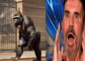 “Becoming the Beast: Man Transforms into Gorilla Live on AGT 2024”