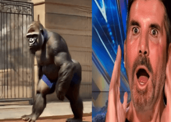 “Becoming the Beast: Man Transforms into Gorilla Live on AGT 2024”