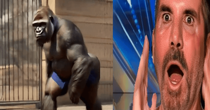 “Becoming the Beast: Man Transforms into Gorilla Live on AGT 2024”