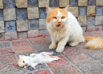 “Heartbroken Mother Desperately Drags Man to Her Dying Kitten: A Tragic Plea of Unbearable Grief”