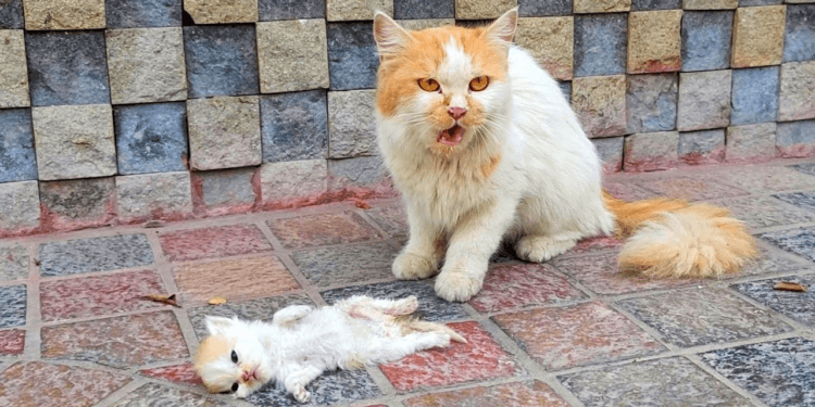 “Heartbroken Mother Desperately Drags Man to Her Dying Kitten: A Tragic Plea of Unbearable Grief”