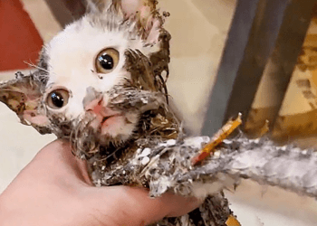 “A Cat in Distress: Abandoned and Stuck on a Glue Trap, But Saved with Love and Patience”