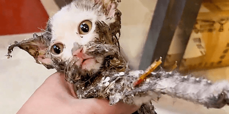 “A Cat in Distress: Abandoned and Stuck on a Glue Trap, But Saved with Love and Patience”