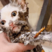 “A Cat in Distress: Abandoned and Stuck on a Glue Trap, But Saved with Love and Patience”