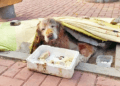 “Forsaken in the Streets: The Lonely Fate of a Senior Golden Retriever Surrounded by Unmoved Onlookers”