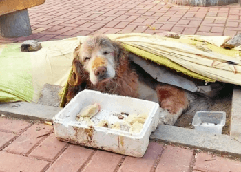 “Forsaken in the Streets: The Lonely Fate of a Senior Golden Retriever Surrounded by Unmoved Onlookers”