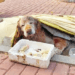 “Forsaken in the Streets: The Lonely Fate of a Senior Golden Retriever Surrounded by Unmoved Onlookers”
