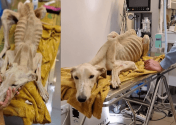 “Found in Extreme Starvation, This Dog’s Bones Were Ready to Pierce Its Skin — All It Wanted Was to Live!”