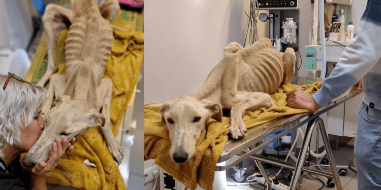 “Found in Extreme Starvation, This Dog’s Bones Were Ready to Pierce Its Skin — All It Wanted Was to Live!”