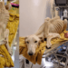 “Found in Extreme Starvation, This Dog’s Bones Were Ready to Pierce Its Skin — All It Wanted Was to Live!”