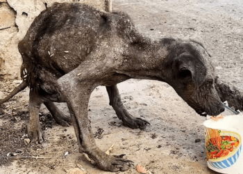“The Heartbreaking Journey of a Stray Dog Who Transformed into a Handsome Companion”
