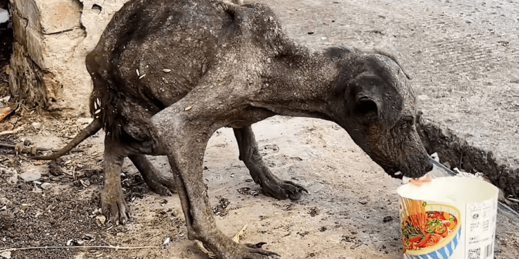 “The Heartbreaking Journey of a Stray Dog Who Transformed into a Handsome Companion”