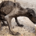 “The Heartbreaking Journey of a Stray Dog Who Transformed into a Handsome Companion”
