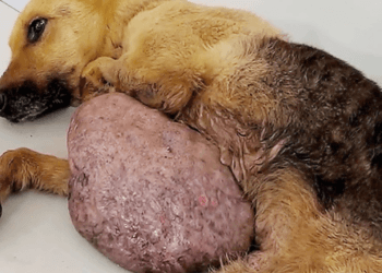 “The Dog No One Wanted: A 7-Kilo Tumor, Abandoned in a Drain, Now Saved and Healed”