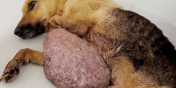 “The Dog No One Wanted: A 7-Kilo Tumor, Abandoned in a Drain, Now Saved and Healed”