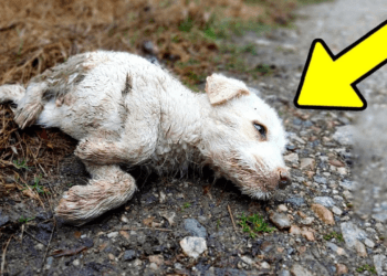 “He Was Hit by a Car and Left Crying in the Street—What Happened Next Will Break Your Heart”
