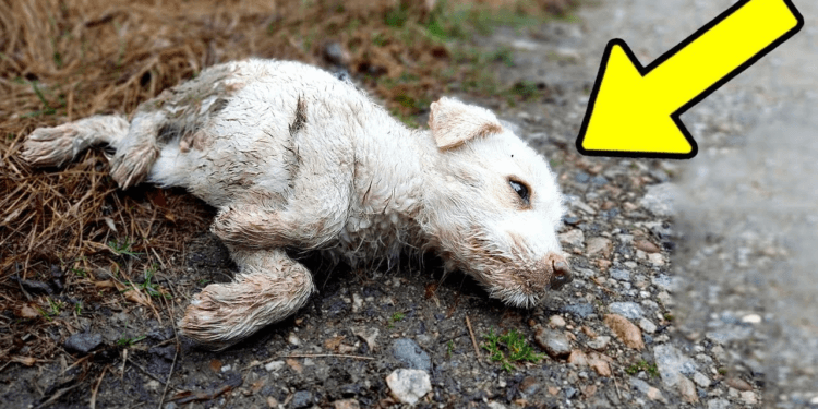 “He Was Hit by a Car and Left Crying in the Street—What Happened Next Will Break Your Heart”