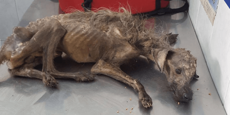 “The Unspoken Plea in Her Angelic Eyes: ‘Please, Save Me…'”