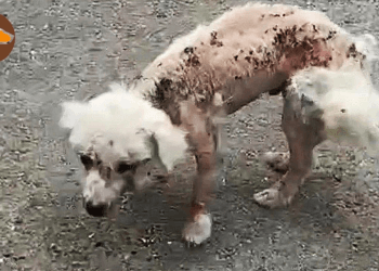 “The Unseen Pain: A Stray Dog’s Struggle with Skin Disease and the Compassion That Healed Her”