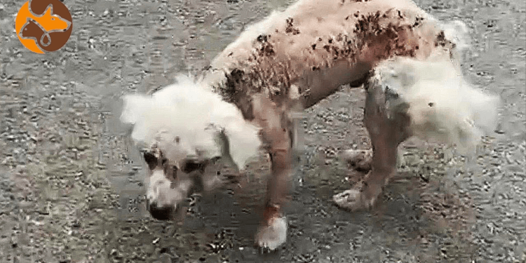“The Unseen Pain: A Stray Dog’s Struggle with Skin Disease and the Compassion That Healed Her”
