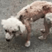 “The Unseen Pain: A Stray Dog’s Struggle with Skin Disease and the Compassion That Healed Her”