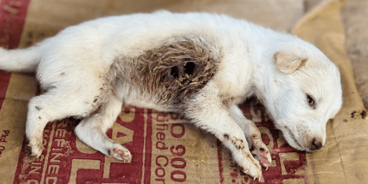 “Heartbreaking Rescue: Puppies Found Covered in Maggots and Holes, Begging for Help”