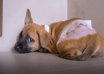 “A Cry for Help: Puppy Arrives at Our Shelter, Terrified and Broken from Her Past”