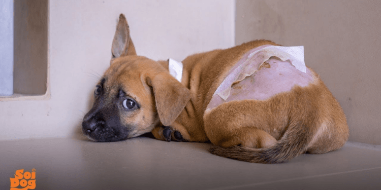 “A Cry for Help: Puppy Arrives at Our Shelter, Terrified and Broken from Her Past”