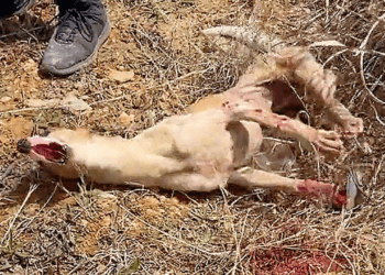 “Tears of Relief: A Disabled Dog’s Agonizing Struggle Ends When a Man Comes to the Rescue”