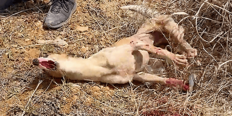 “Tears of Relief: A Disabled Dog’s Agonizing Struggle Ends When a Man Comes to the Rescue”