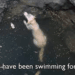 “A Drowning Dog’s Silent Wish: The Miraculous Rescue That Changed Her Life”