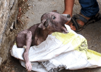 “A Fearful Cry in the Dark: How One Puppy Overcame Pain and Found a New Beginning”