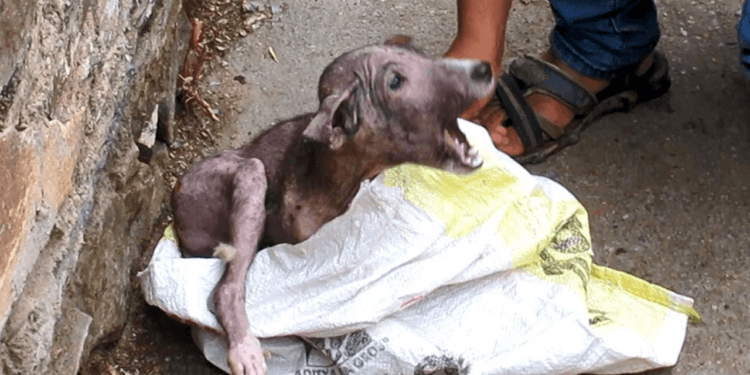 “A Fearful Cry in the Dark: How One Puppy Overcame Pain and Found a New Beginning”