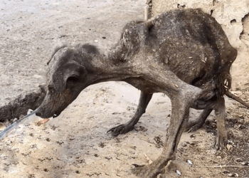 The Pain of Never Being Loved Before, and the Quiet Peace She Found Sleeping in My Arms