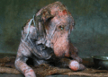 “A Broken Soul Healed by Love: The Heartfelt Transformation of a Dog Who Had Given Up”