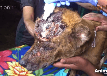 “Nothing is Impossible: Alfie’s Incredible Transformation After a Desperate Rescue”