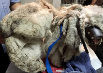 “A Life of Loneliness: The Dog Found Trapped in Matted Fur, Too Afraid to Trust”