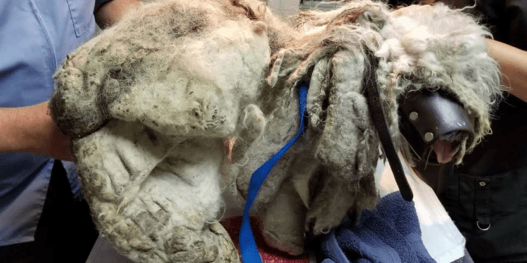 “A Life of Loneliness: The Dog Found Trapped in Matted Fur, Too Afraid to Trust”