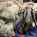 “A Life of Loneliness: The Dog Found Trapped in Matted Fur, Too Afraid to Trust”