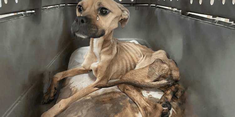 “A Heartbreaking Rescue: A Starving Dog Left Only With Her Bones and Her Will to Live”