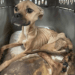 “A Heartbreaking Rescue: A Starving Dog Left Only With Her Bones and Her Will to Live”