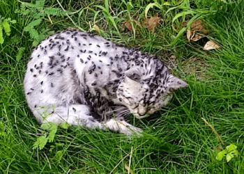 “A Cry That Couldn’t Be Heard: The Dying Cat Left Alone in Her Last Moments”